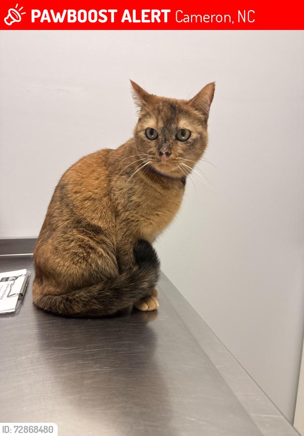 Lost Female Cat last seen NC 84 behind food lion- north ridge plantation , Cameron, NC 28326