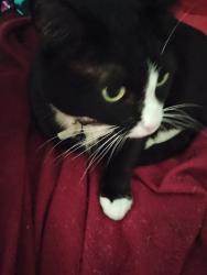 Lost Female Cat last seen 16th Vine 20th, Oklahoma City, OK 73121