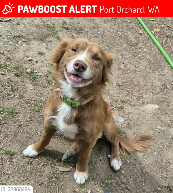 Lost Female Dog last seen Jh rd , Port Orchard, WA 98367