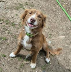 Lost Female Dog last seen Jh rd , Port Orchard, WA 98367