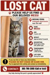 Reunited Male Cat last seen N Pete Ellis Dr and E Amy Ln, Bloomington, IN 47408