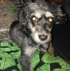 Found/Stray Female Dog last seen 51st Ave & Thomas rd, Phoenix, AZ 85035