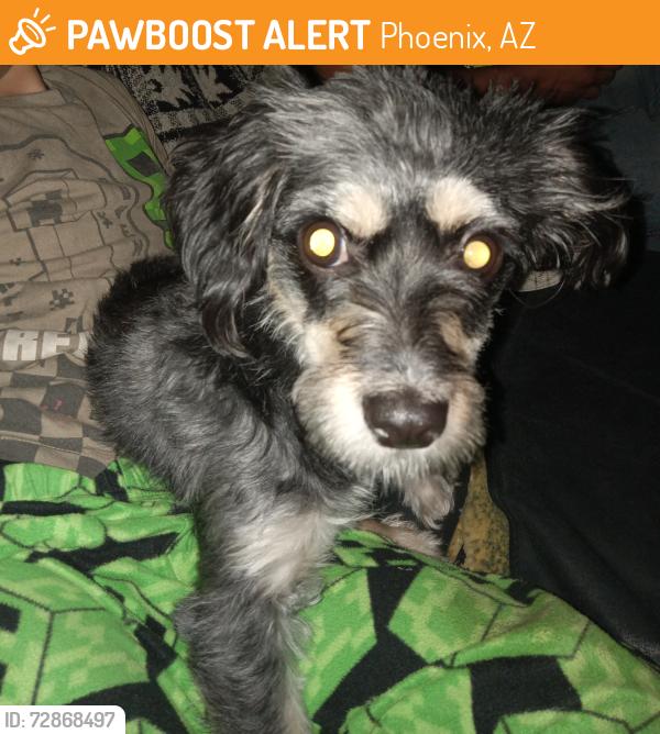 Found/Stray Female Dog last seen 51st Ave & Thomas rd, Phoenix, AZ 85035