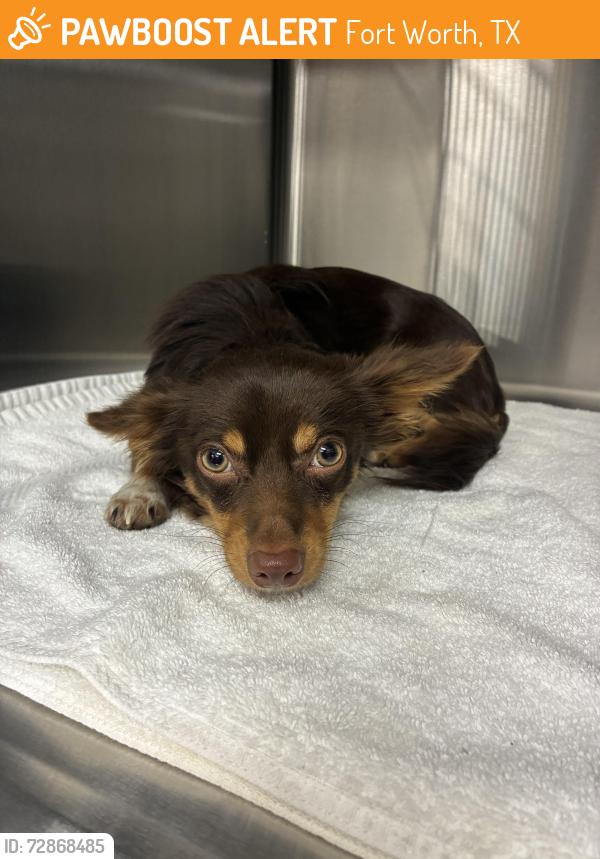Found/Stray Male Dog last seen South hulen street along the bridge closed to Trader Joe’s., Fort Worth, TX 76133