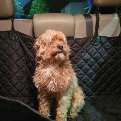 Reunited Male Dog last seen Aspen Village apmts , Cincinnati, OH 45238