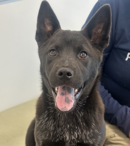 Shelter Stray Female Dog last seen S Valentine Ave & W Madison Ave, Fresno Zone Fresno CO 1A 93706, CA, Fresno, CA 93706