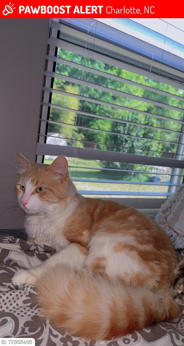 Lost Male Cat last seen Lawyers Rd, Charlotte, NC 28227