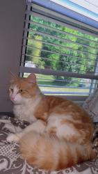 Lost Male Cat last seen Lawyers Rd , Charlotte, NC 28227