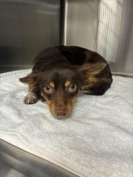 Found/Stray Male Dog last seen Along the bridge on south hulen street., Fort Worth, TX 76133