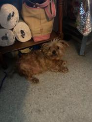 Lost Male Dog last seen Pacific and independence, Huntington Park, CA 90255