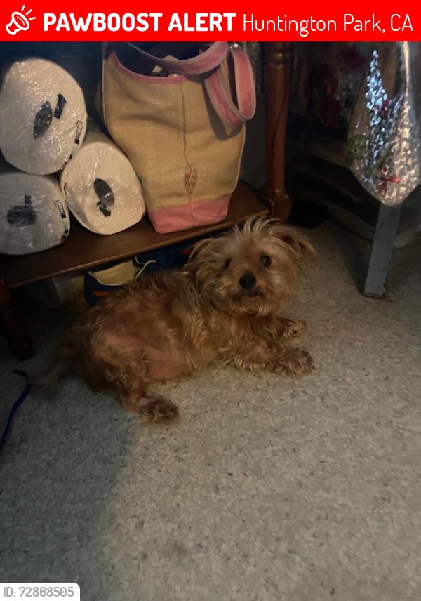 Lost Male Dog last seen Pacific and independence, Huntington Park, CA 90255