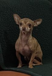 Reunited Female Dog last seen Near Saint Michel and Chalmette street, Houston, TX 77015