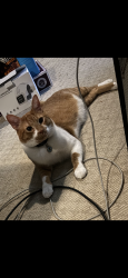 Lost Male Cat last seen MacDonough and Saratoga , Brooklyn, NY 11233