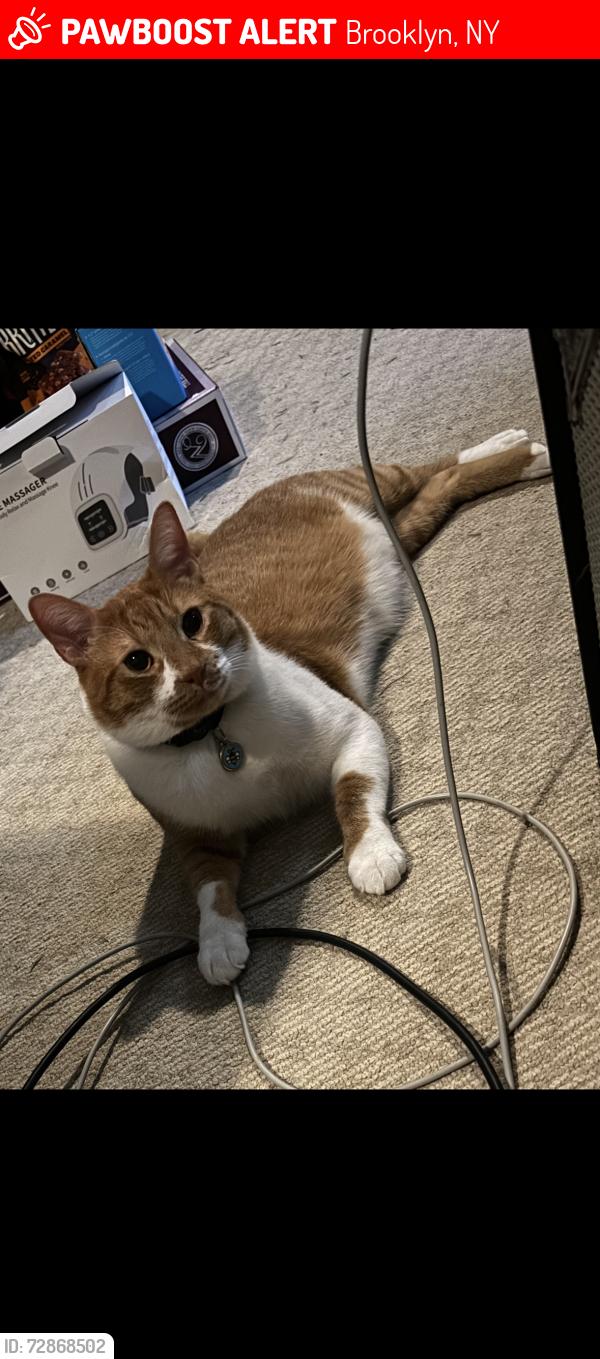 Lost Male Cat last seen MacDonough and Saratoga , Brooklyn, NY 11233