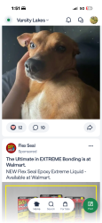 Lost Male Dog last seen Junior ct  Lehigh Acres , Lehigh Acres, FL 33971