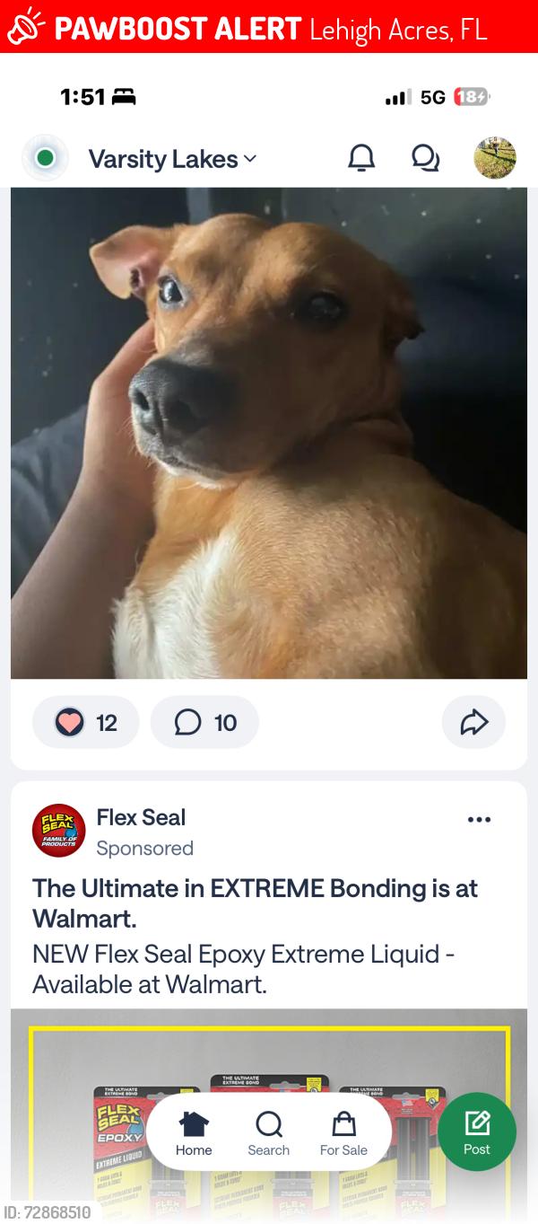 Lost Male Dog last seen Junior ct  Lehigh Acres , Lehigh Acres, FL 33971