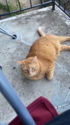 Lost Female Cat last seen 68th & Troost, Kansas City, MO 64131