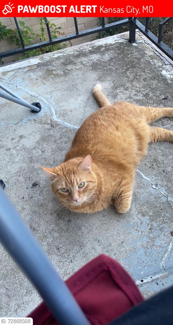 Lost Female Cat last seen 68th & Troost, Kansas City, MO 64131