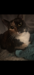 Lost Female Cat last seen Near 7th street Hayward , Hayward, CA 94541
