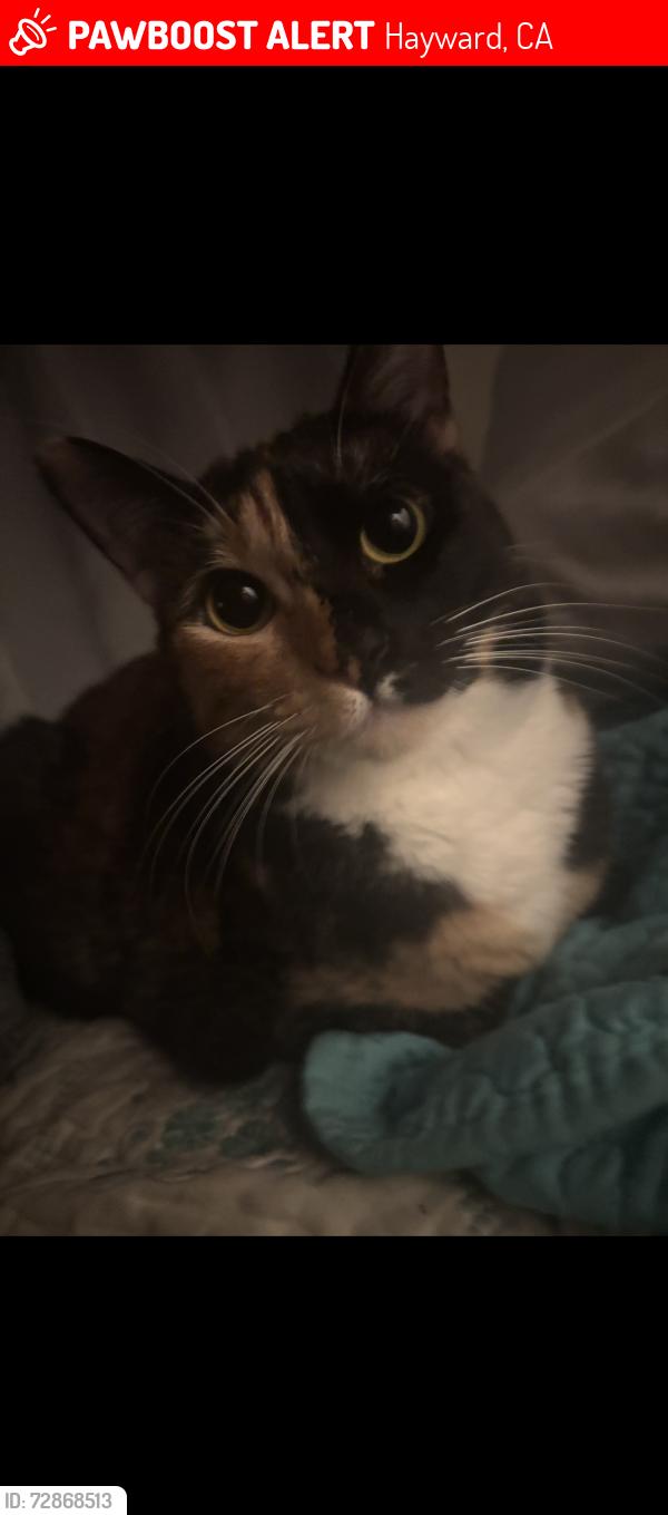 Lost Female Cat last seen Near 7th street Hayward , Hayward, CA 94541