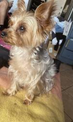 Reunited Male Dog last seen Butler ave & marker st, Long Beach, CA 90805