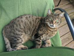 Lost Female Cat last seen Linnton, Portland, OR 97231