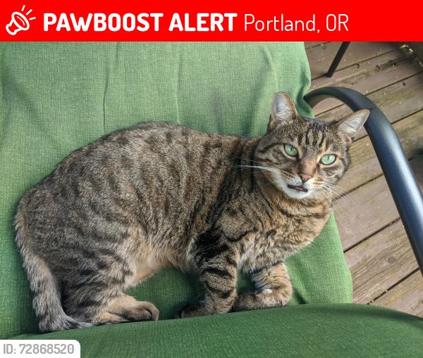 Lost Female Cat last seen Linnton, Portland, OR 97231
