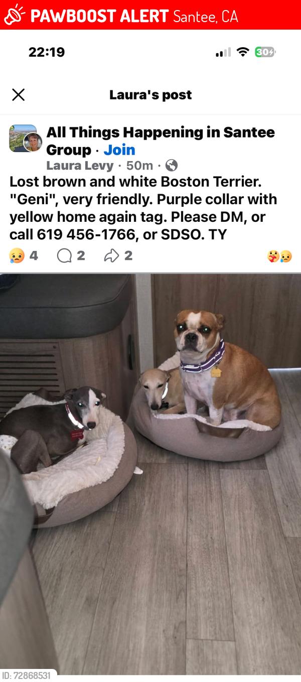 Lost Female Dog last seen Santana ad Len, Santee, CA 92071