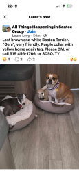 Lost Female Dog last seen Santana ad Len, Santee, CA 92071