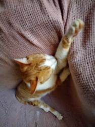 Lost Female Cat last seen Erinbrook and Water Glen , Sacramento, CA 95826