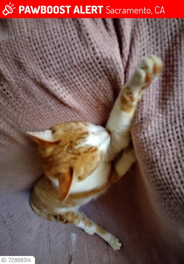 Lost Female Cat last seen Erinbrook and Water Glen , Sacramento, CA 95826