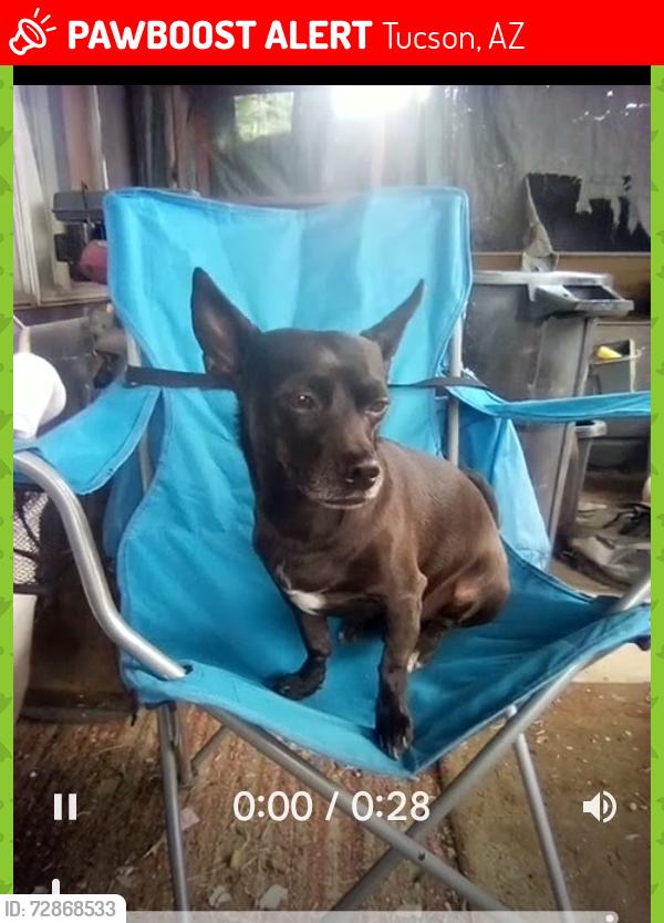 Lost Male Dog last seen Near e lee street tucson, AZ 85716, Tucson, AZ 85716