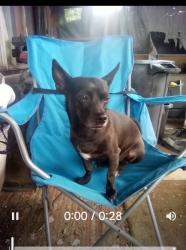 Lost Male Dog last seen Near e lee street tucson, AZ 85716, Tucson, AZ 85716