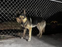 Found/Stray Male Dog last seen Spring Street 105th Street, Los Angeles, CA 90044