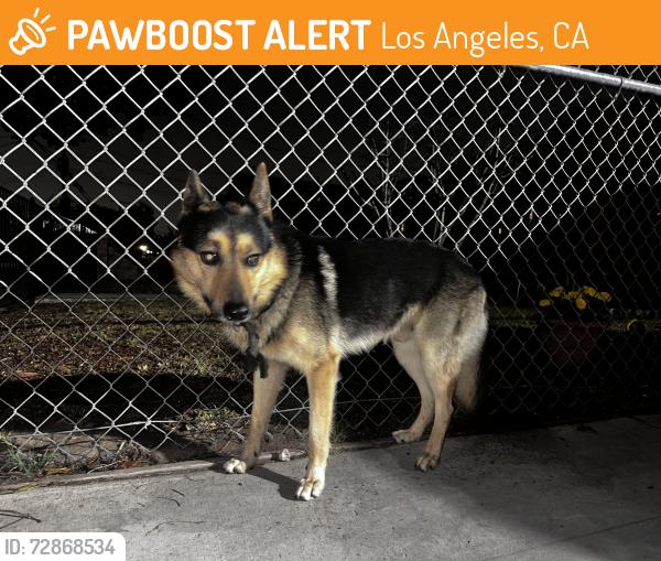 Found/Stray Male Dog last seen Spring Street 105th Street, Los Angeles, CA 90044