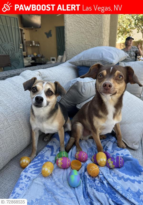 Lost Female Dog last seen Cimarron Rd & Sunny Springs , Las Vegas, NV 89131