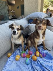 Lost Female Dog last seen Cimarron Rd & Sunny Springs , Las Vegas, NV 89131