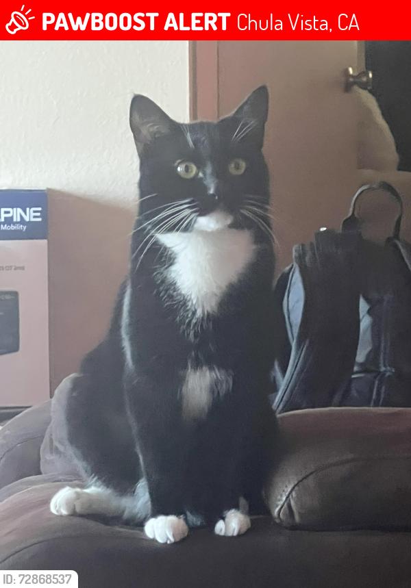 Lost Male Cat last seen F street and broadway near at trail park, Chula Vista, CA 91910