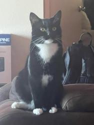 Lost Male Cat last seen F street and broadway near at trail park, Chula Vista, CA 91910