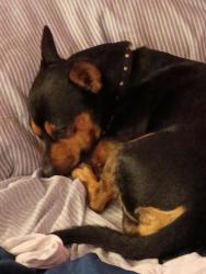 Lost Male Dog last seen Rex molly, Vail, AZ 85641
