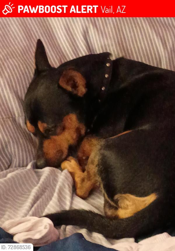 Lost Male Dog last seen Rex molly, Vail, AZ 85641