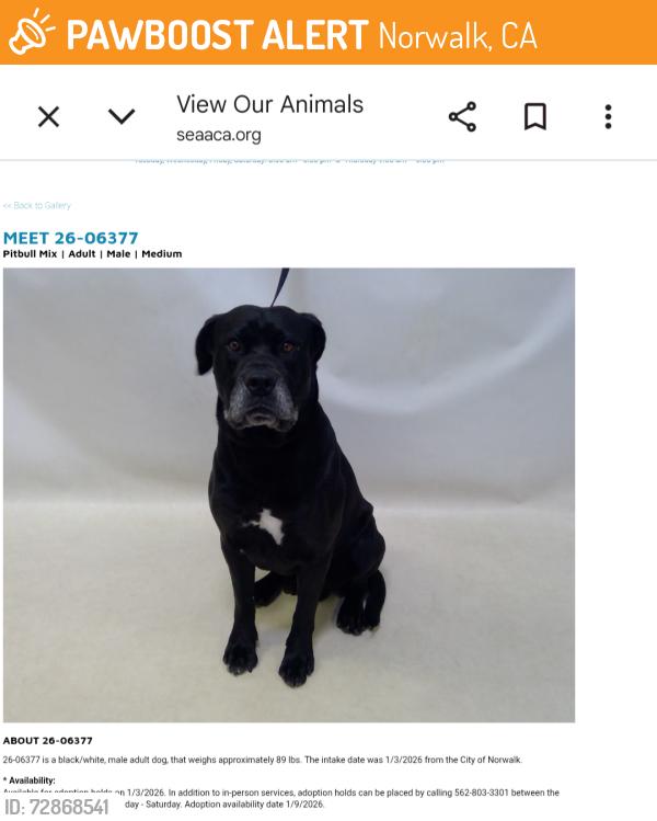 Found/Stray Male Dog last seen NORWALK now at Seacca Downey Shelter , Norwalk, CA 90650
