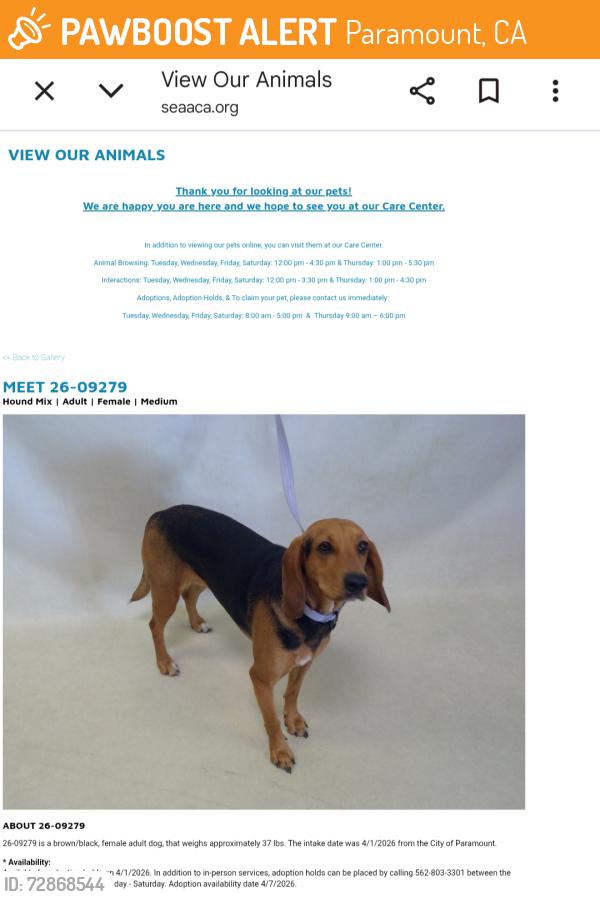 Found/Stray Female Dog last seen Paramount now at Seacca Downey Shelter , Paramount, CA 90805