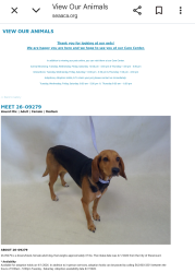 Found/Stray Female Dog last seen Paramount now at Seacca Downey Shelter , Paramount, CA 90805