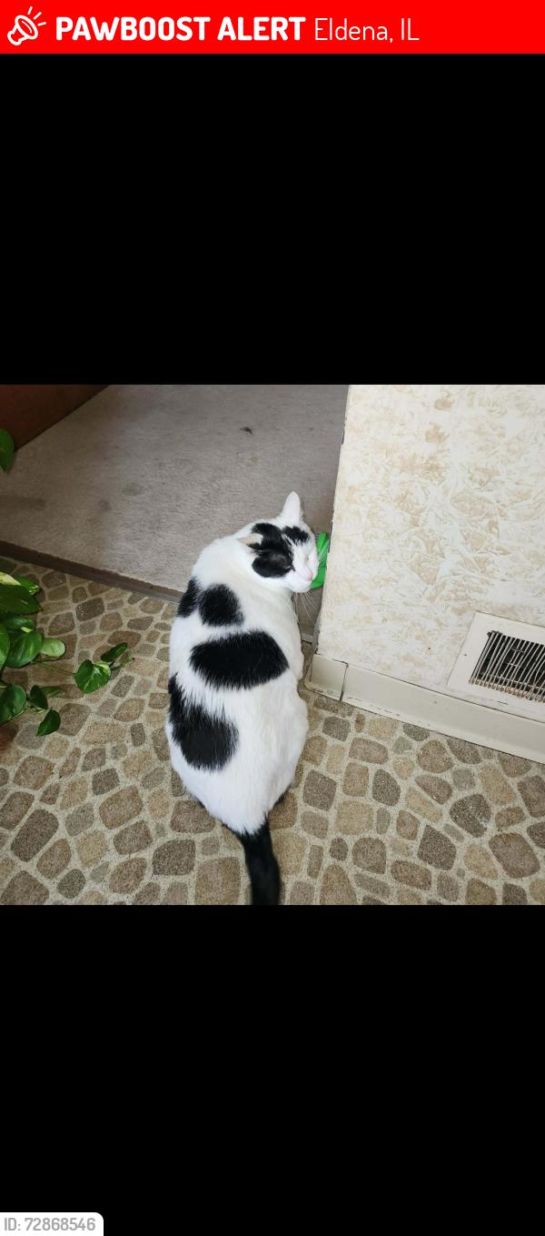 Lost Male Cat last seen Near red brick rd, Eldena, IL 61324