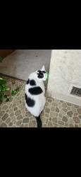 Lost Male Cat last seen Near red brick rd, Eldena, IL 61324