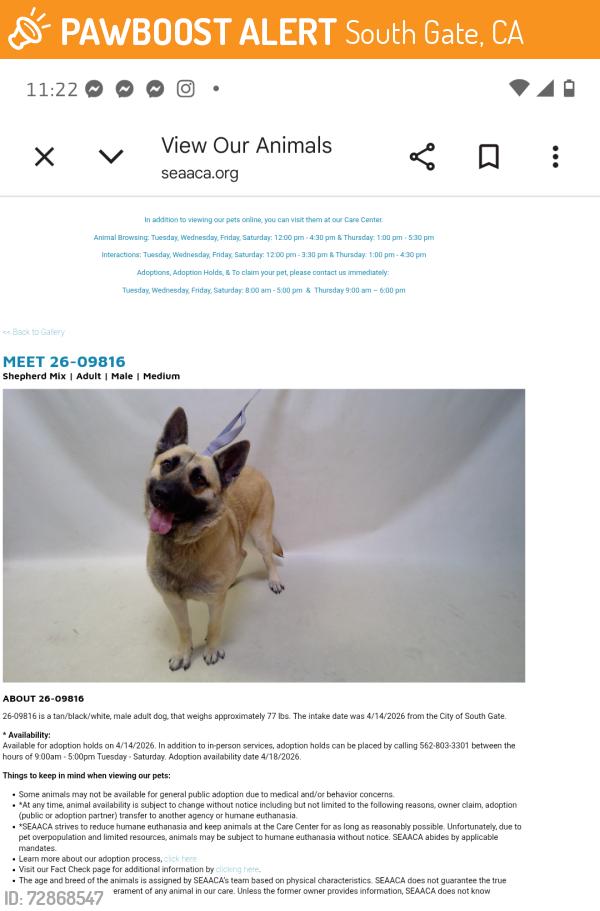 Found/Stray Male Dog last seen South Gate now at Seacca Downey Shelter , South Gate, CA 90280