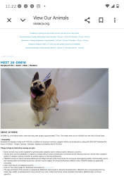 Found/Stray Male Dog last seen South Gate now at Seacca Downey Shelter , South Gate, CA 90280
