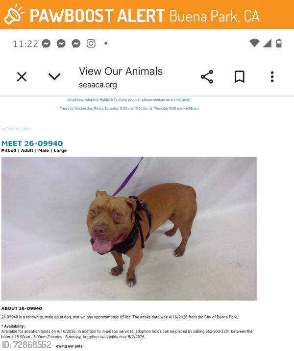 Found/Stray Male Dog last seen Buena park now at Seaaca Downey Shelter , Buena Park, CA 90621
