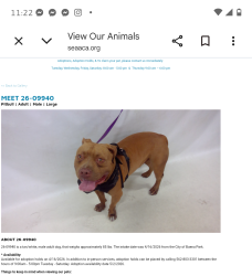Found/Stray Male Dog last seen Buena park now at Seaaca Downey Shelter , Buena Park, CA 90621